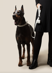 Ice Blue Apple Leather Dog Lead