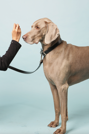 Black Apple Leather Dog Lead